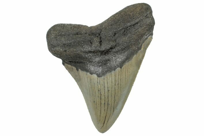 Serrated, Fossil Megalodon Tooth - North Carolina #298897